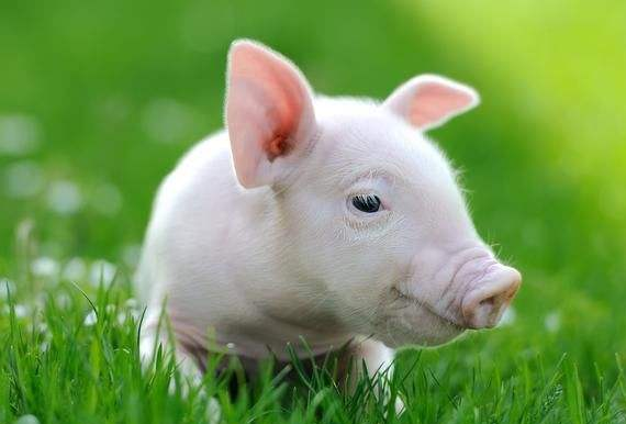 关于猪的人工授精